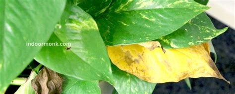 Philodendron Diseases - All You Need To Know - Indoor Monk