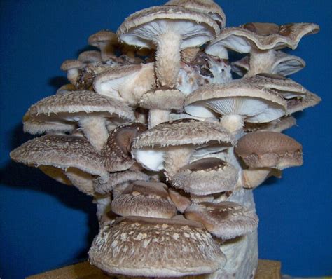 Shiitake Mushroom Growing Kit