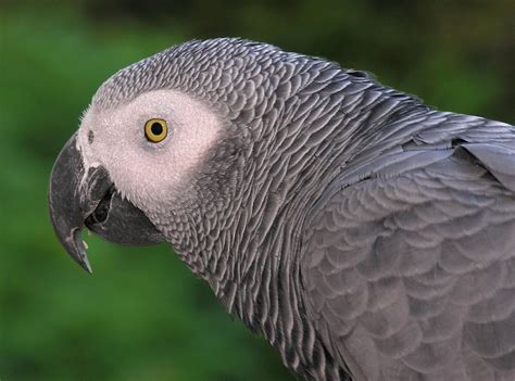 African Grey Parrot Close up - Animals Town