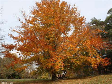 American Beech Tree - Fagus grandifolia - North American Insects ...