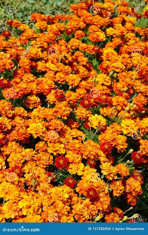 Flower Background Orange Marigolds Vividly Bright Blossoming Flush Floral Plant On Flowerbed ...