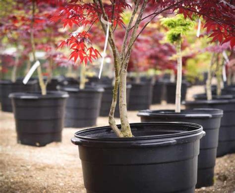 Best Ways to Plant Tree Saplings | Kellogg Garden Organics™