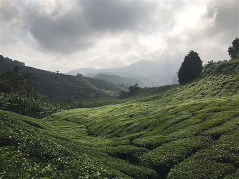 6. BOH Tea Plantation, Cameron Highlands, Malaysia, 2018* - Land8