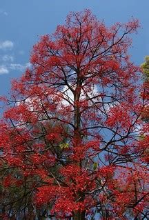 Flame tree (3 photos) | Brachychiton acerifolius Malvaceae /… | Flickr