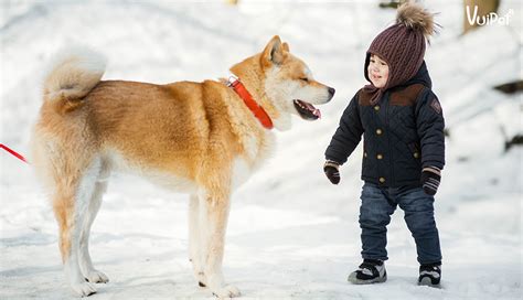 AKITA INU | Đặc điểm, tính cách và Chó AKITA giá bao nhiêu?