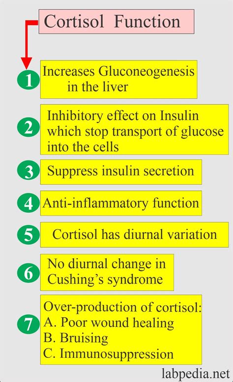 Cortisol Hormone, Hydrocortisone (AM and PM) - Labpedia.net