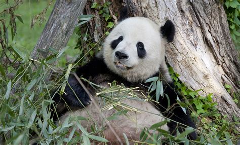 Giant panda | Smithsonian's National Zoo and Conservation Biology Institute