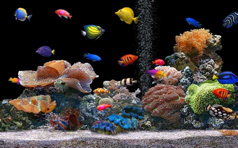 Aquarium – Bulles d’eau – Chirurgien bleu – Couleur vive – Poisson clown – Poissons | Aquarium ...