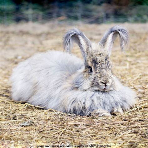 Rabbit Breeds, Basic Rabbit Care and Interesting Rabbit Facts