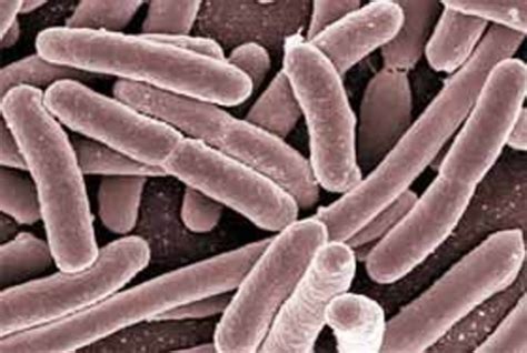 Some Facts About E. Coli Bacteria - HubPages