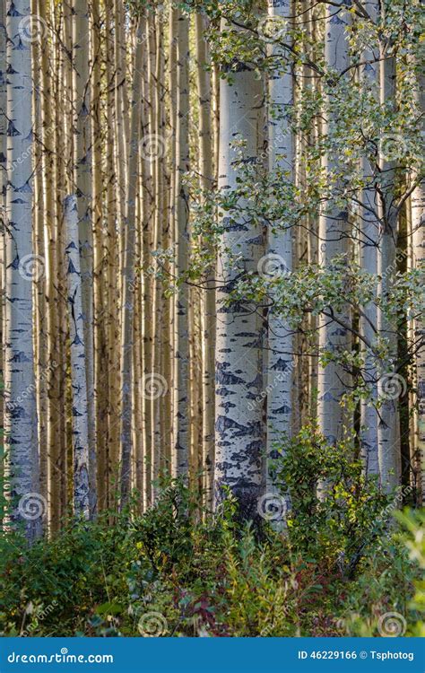 Aspen Grove stock photo. Image of leaves, alpine, poplar - 46229166