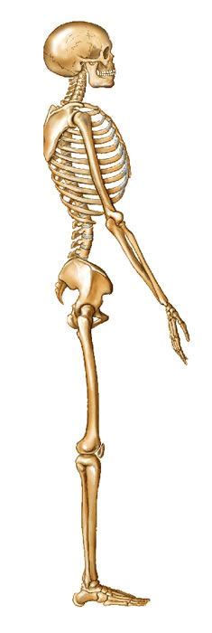side view skeleton | Front, Back and Side Views of Skeleton | Graphics I | Pinterest | Skeletons ...
