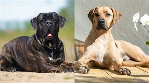 Cane Corso Rhodesian Ridgeback Mix: Info, Pictures, Traits & Facts | Hepper