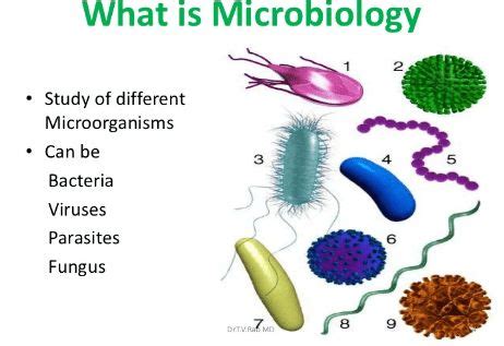 25 Branches of Biology and Their Definition & Meaning from A to Z in ...