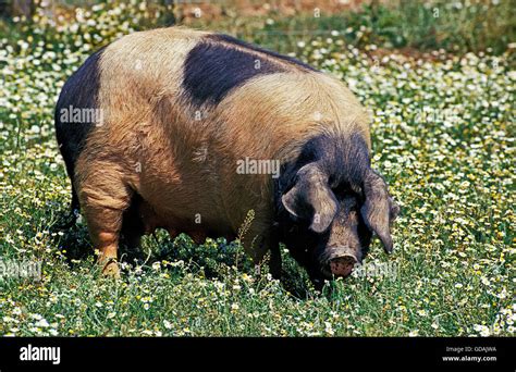 Limousin Pig, a French Breed, Female standing in Flowers Stock Photo - Alamy