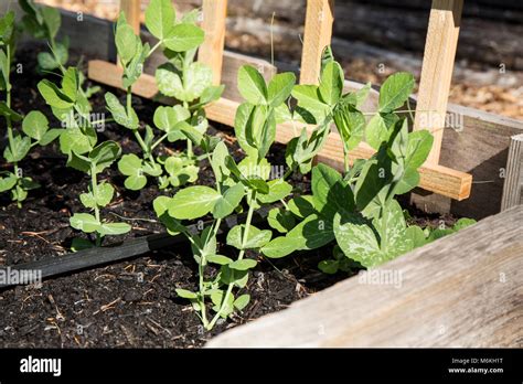 Snow peas trellis hi-res stock photography and images - Alamy