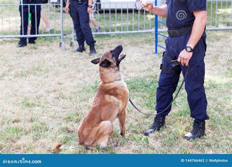 Policeman with Belgian Malinois Police Dog Stock Photo - Image of ...