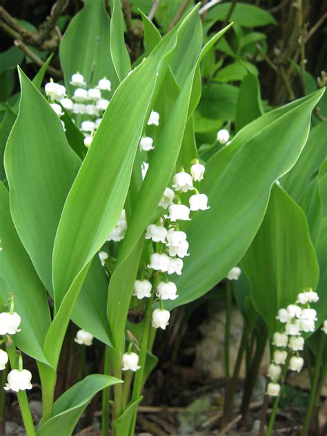 Convallaria majalis - Lily of the Valley | World of Flowering Plants