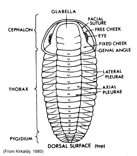 Trilobite Figure