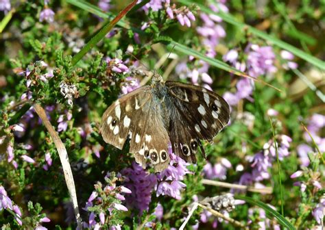 Speckled Wood Butterfly Kinnaber 29 8 2023 2a | Alex M Shepherd | Flickr