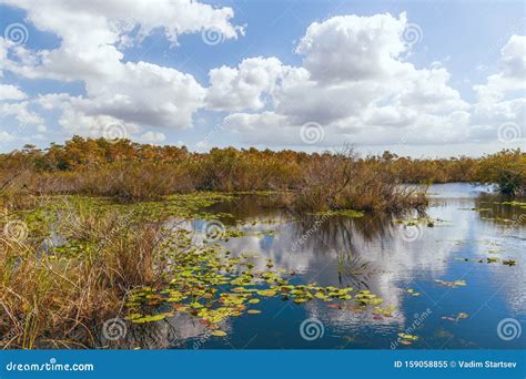 View of Freshwater Marsh from Anhinga Trail Boardwalk in Everglades National Park.Florida.USA ...