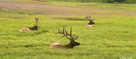 Wildlife Viewing - Yellowstone Wildlife