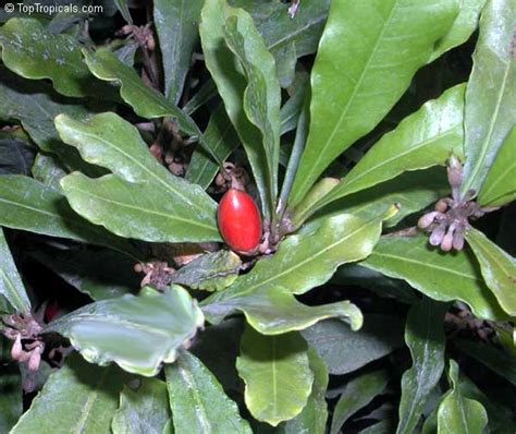 Grow Your Own Miracle Fruit - Sweeten Life Naturally