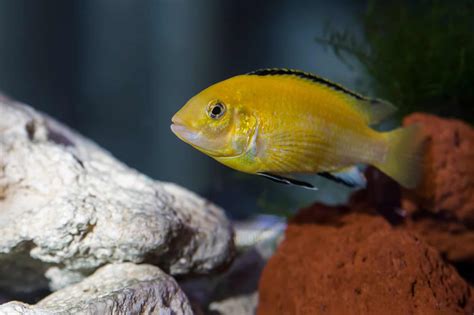 Male vs. Female Yellow Lab Cichlid - A-Z Animals