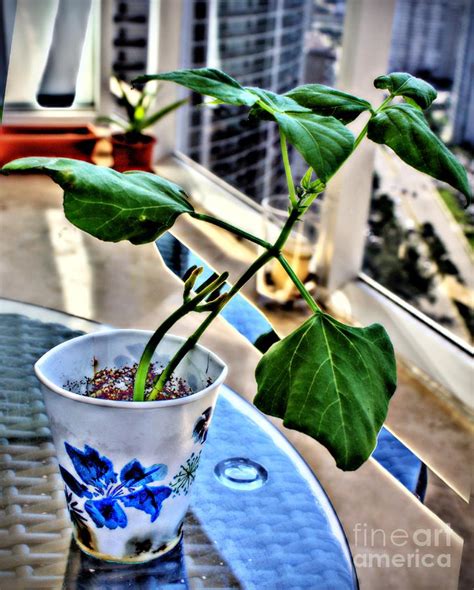 My Pinto bean plant Photograph by Ines Bolasini - Fine Art America