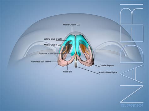 Internal Nasal Anatomy