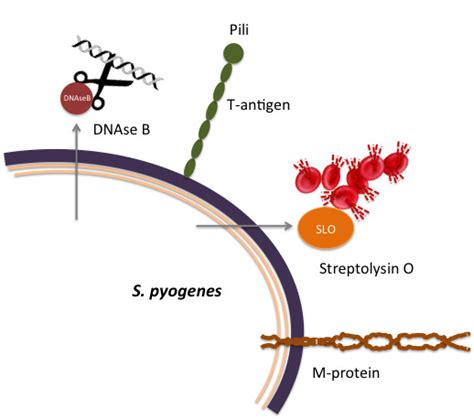 Figure 2. [Common antigenic proteins of S. pyogenes used for diagnostic and typing purposes ...