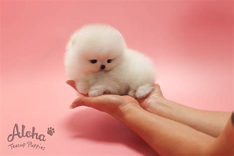 💛NEW POMERANIAN💛 His name is Toby🐶 He has perfect fur and a size that ...