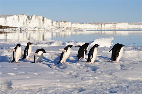 Are there Penguins in the Arctic? - Penguins Blog