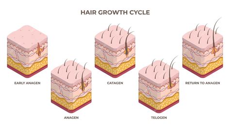 Premium Vector | Isometric hair growth cycle anagen telogen catagen ...