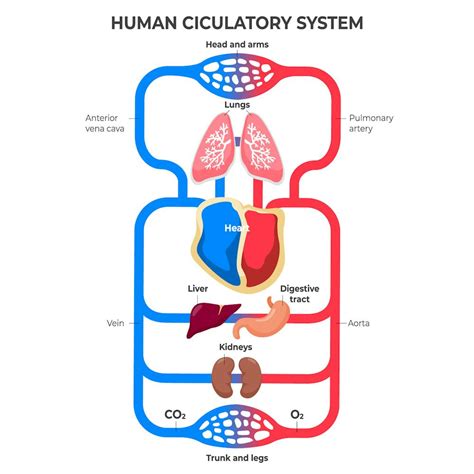 Why do we bleed? A hematologist explains how the body prevents blood loss after injury