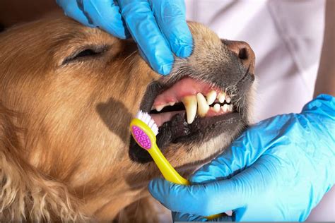 A Complete Guide to Brushing Your Dog’s Teeth - PetMag