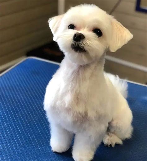 Pin by Dog Grooming Salon Ideas on dog haircuts | Maltese haircut, Dog ...