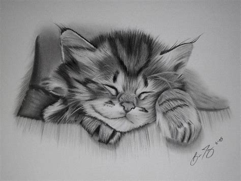 cute cat drawing | Animal drawings, Cat drawing, Cute cat drawing