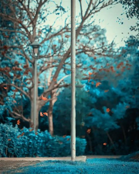 🔥 Tree Outdoor CB Photo Editing Background HD Download | CBEditz