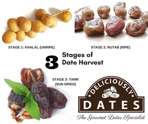 What is the Difference between Fresh Dates and Dry Dates?