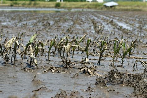 US Taxpayers Are Spending Billions on Crop Insurance Premiums to Prop ...