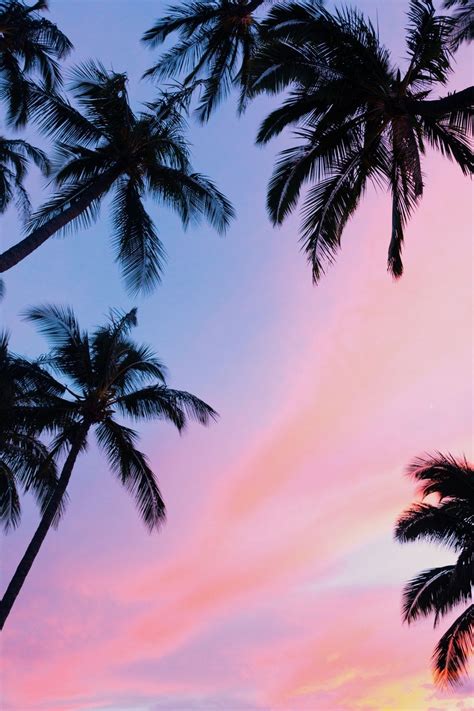 Pink Palm Tree Wallpapers - Top Free Pink Palm Tree Backgrounds - WallpaperAccess