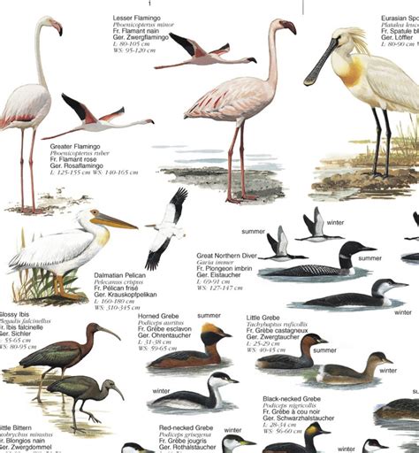 Water Birds: Birds of Europe's Wetlands - Poster: NHBS