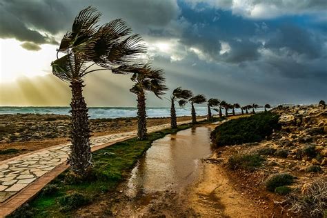 HD wallpaper: trees, path, palm trees, wind, windy, weather, nature, landscape | Wallpaper Flare