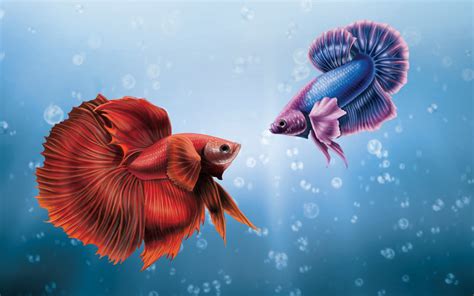 Betta Fish Wallpaper Pro - 1280x800 Wallpaper - teahub.io