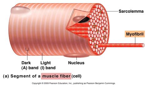 Muscular System at University of Florida - StudyBlue