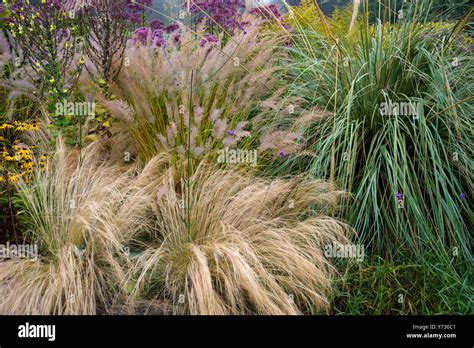 Ornamental grasses border grasses hi-res stock photography and images - Alamy