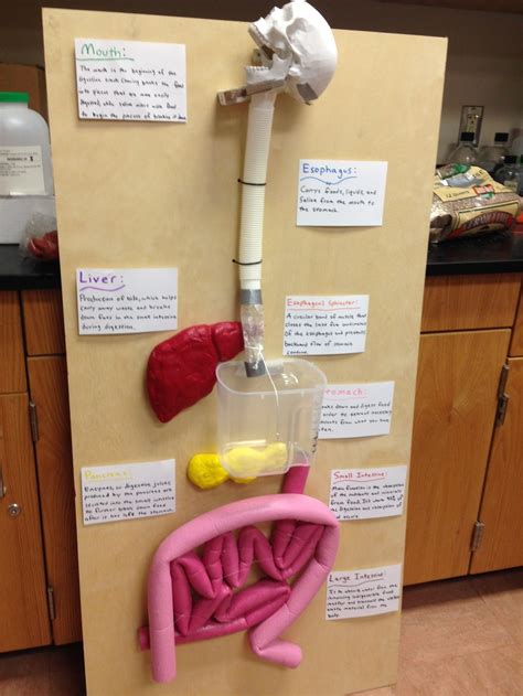 digestive system project | Digestive system project, Digestive system model, Human body systems ...