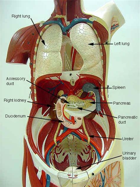 Torso Model Anatomy Labeled Tissues And Organs The Human Body Merck | Images and Photos finder