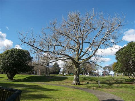 Rotorua | Attraction City Of New Zealand | World